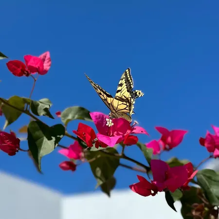 Kertenia - Vayu * Kattavía