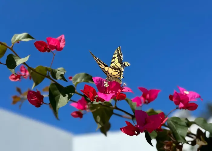 Kertenia - Vayu * Kattavía